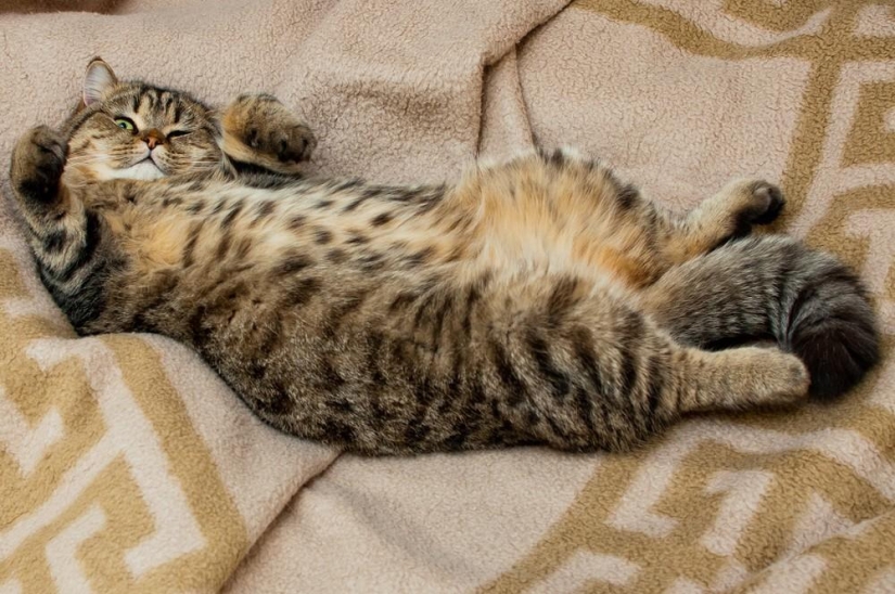 Fotógrafo y sus gatos Fotógrafo y sus gatos
