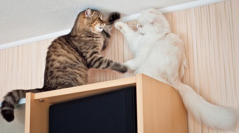 Fotógrafo y sus gatos Fotógrafo y sus gatos