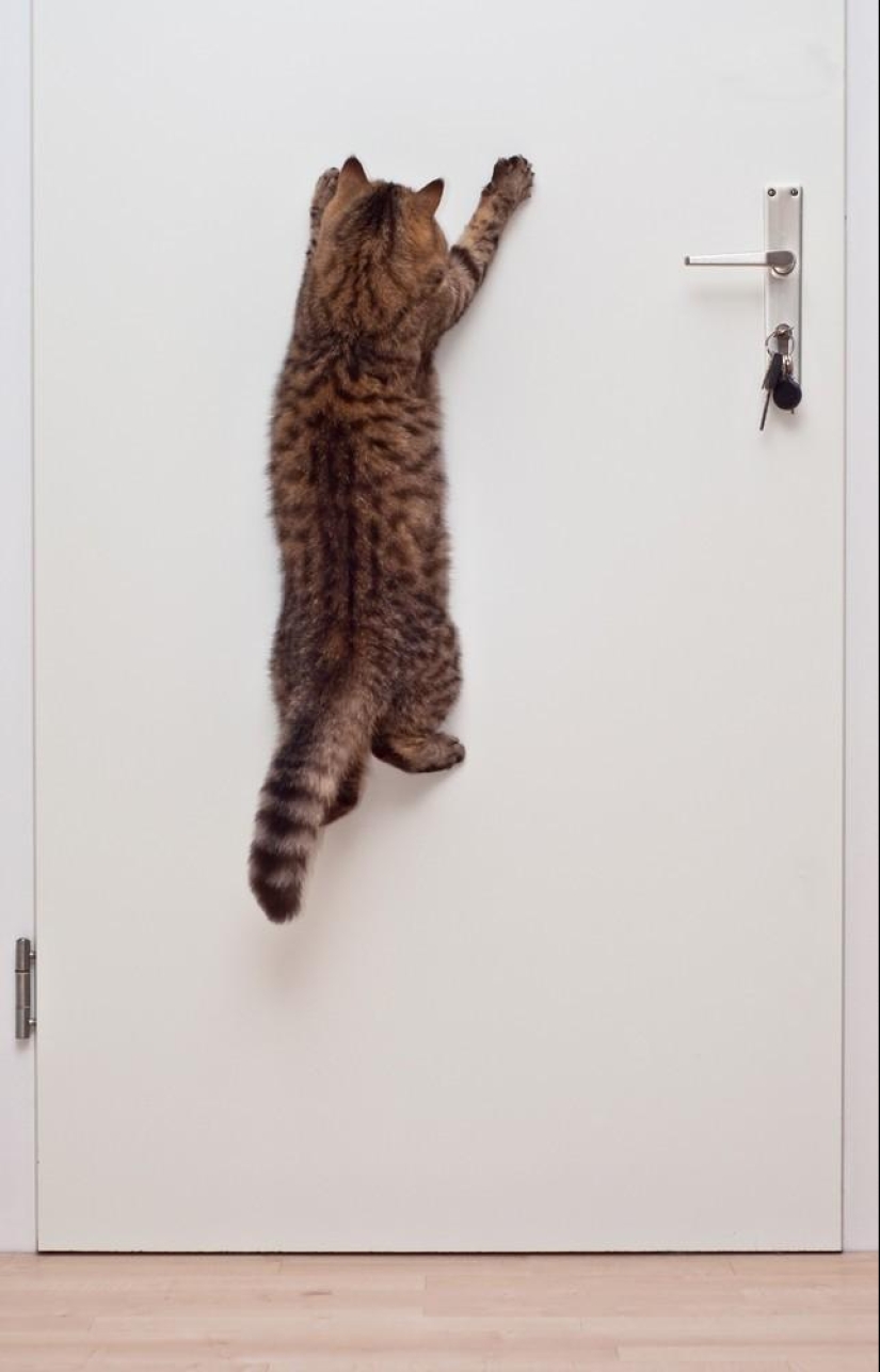 Fotógrafo y sus gatos Fotógrafo y sus gatos