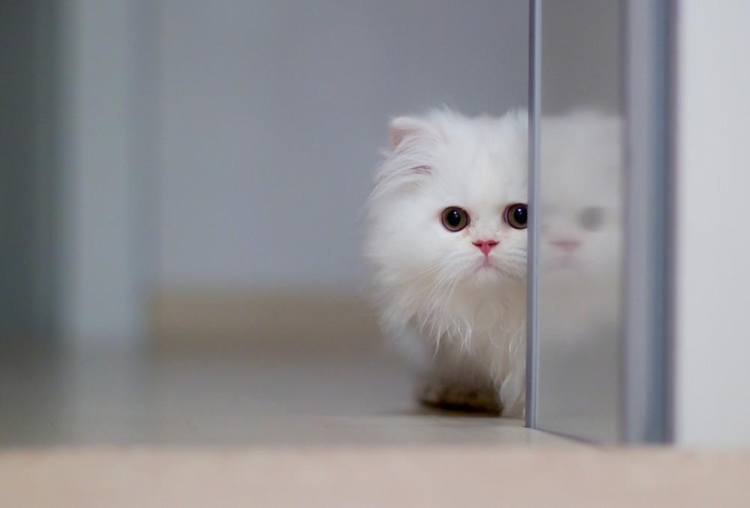 Fotógrafo y sus gatos Fotógrafo y sus gatos