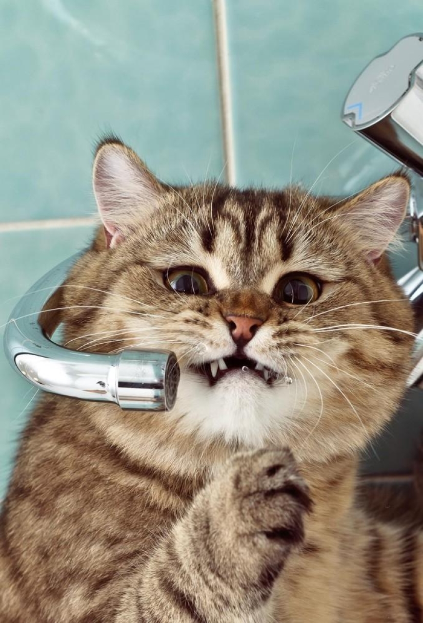 Fotógrafo y sus gatos Fotógrafo y sus gatos