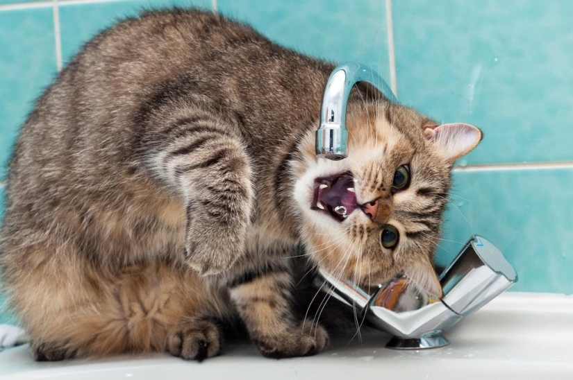Fotógrafo y sus gatos Fotógrafo y sus gatos