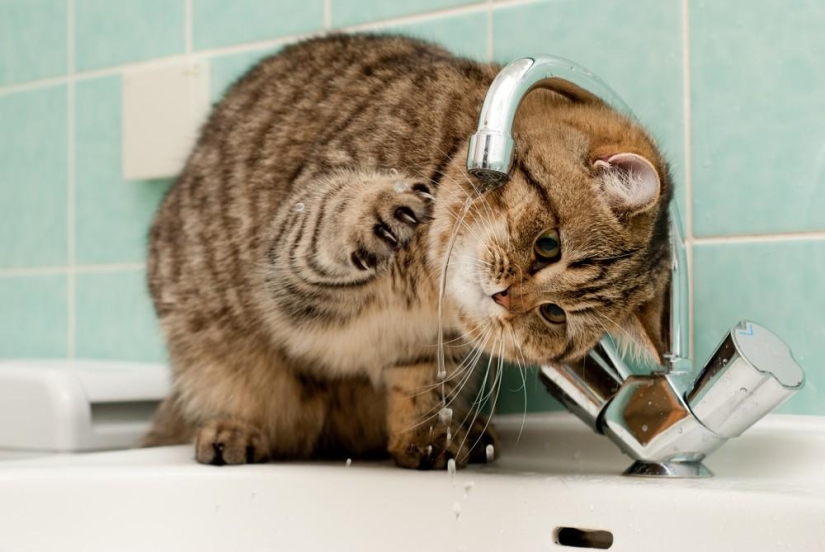 Fotógrafo y sus gatos Fotógrafo y sus gatos