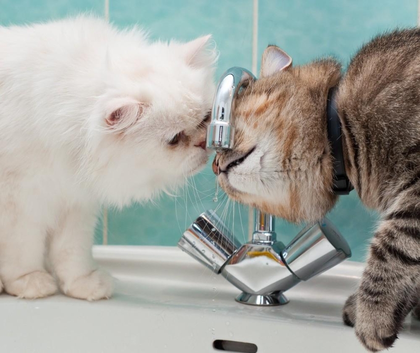 Fotógrafo y sus gatos Fotógrafo y sus gatos