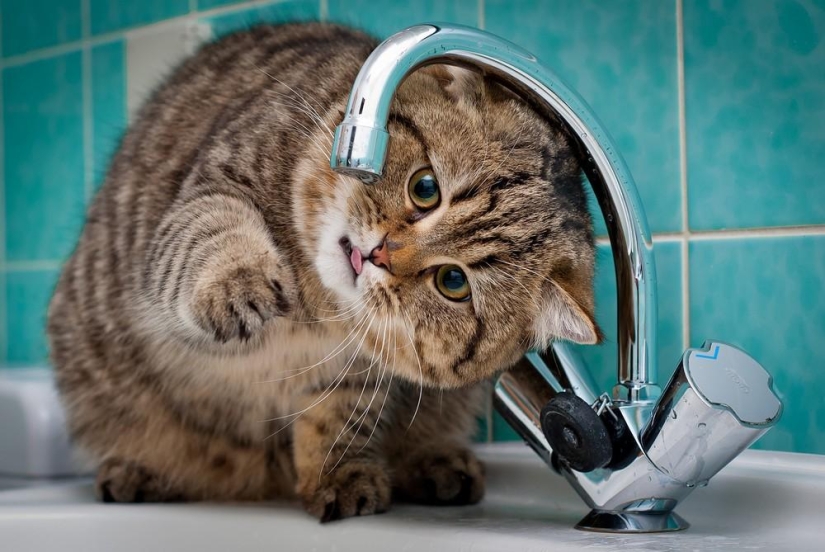 Fotógrafo y sus gatos Fotógrafo y sus gatos