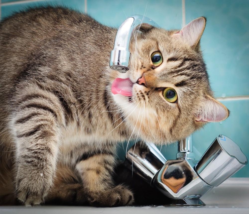 Fotógrafo y sus gatos Fotógrafo y sus gatos