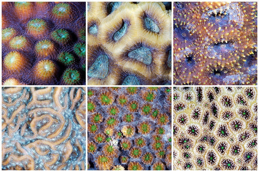 Fotografía macro de corales
