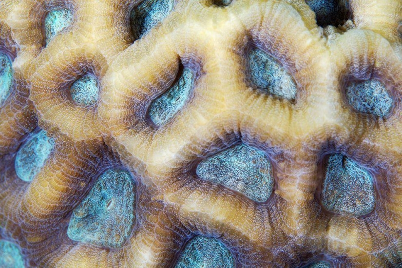 Fotografía macro de corales