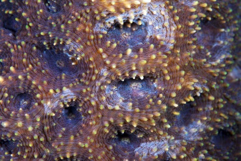 Fotografía macro de corales