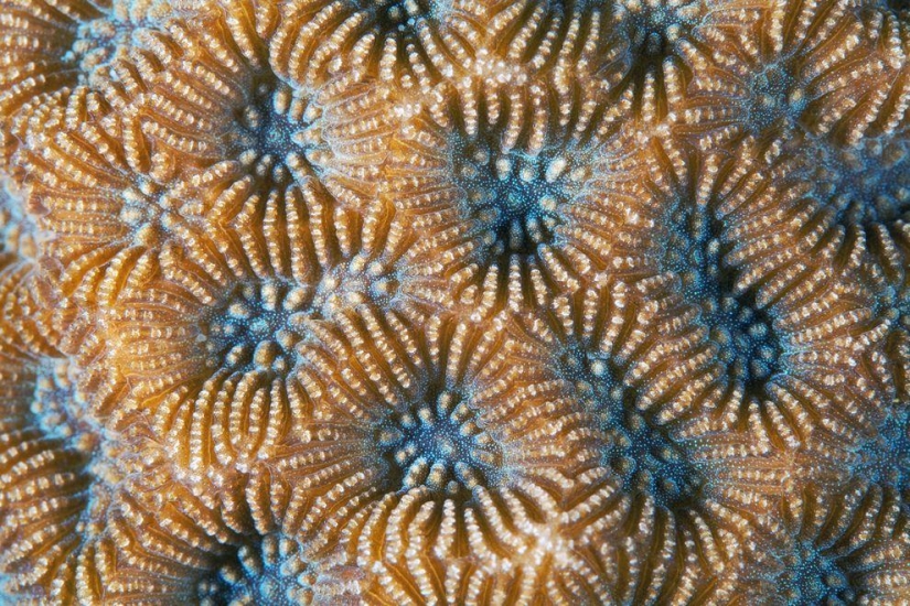 Fotografía macro de corales
