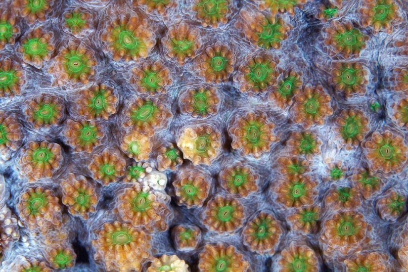 Fotografía macro de corales