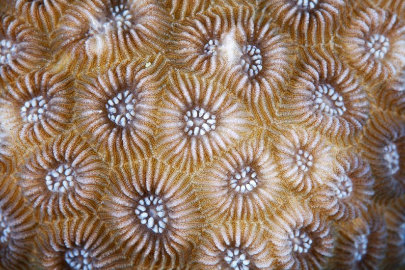 Fotografía macro de corales