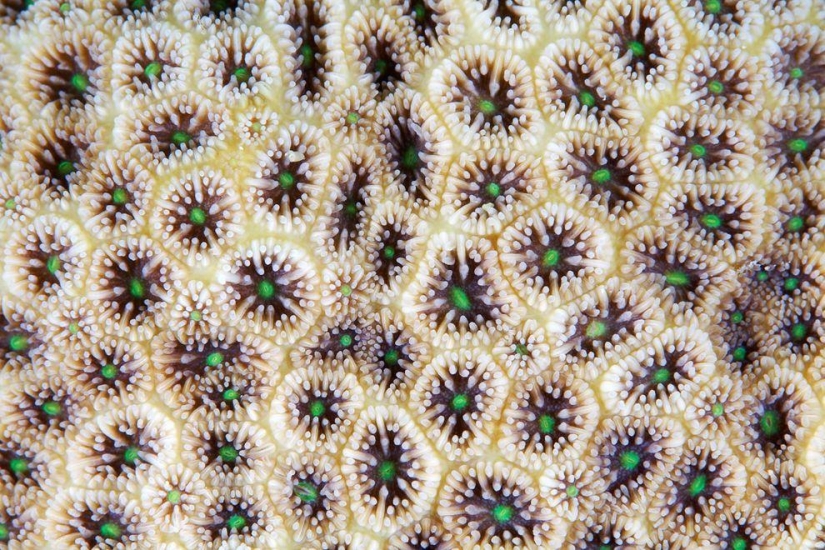 Fotografía macro de corales