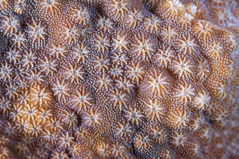 Fotografía macro de corales