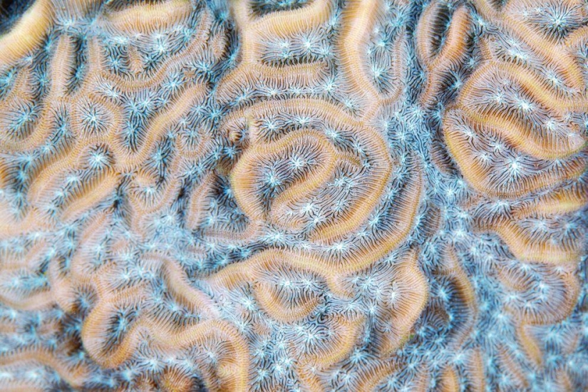 Fotografía macro de corales
