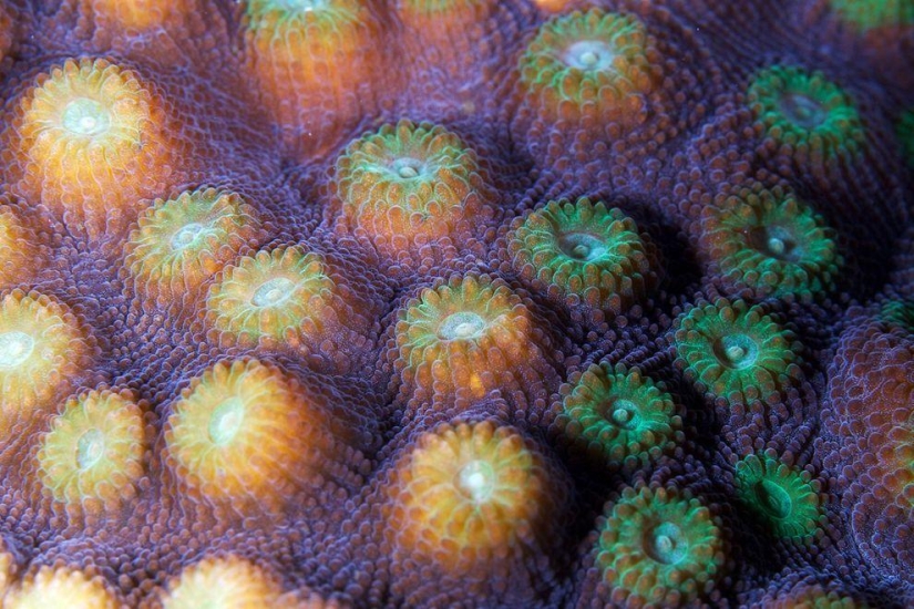 Fotografía macro de corales