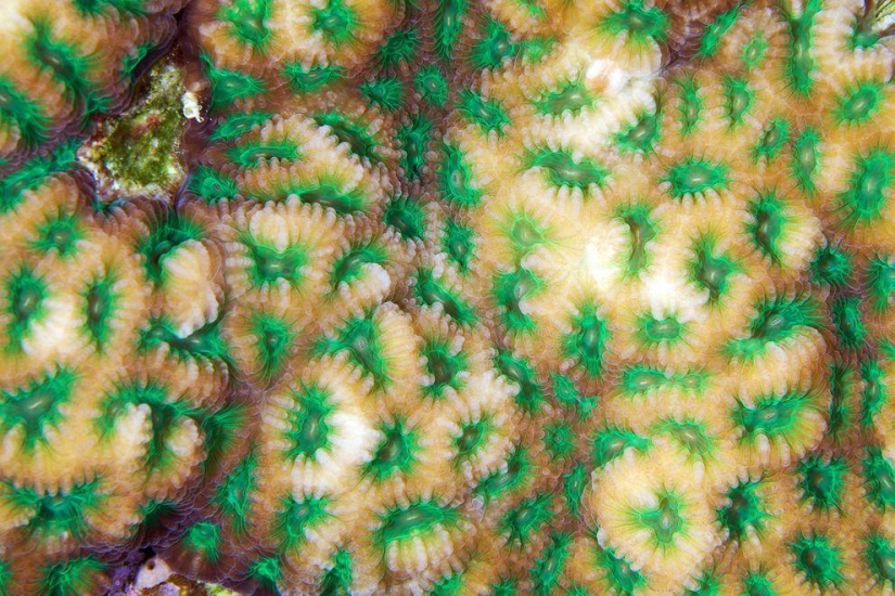 Fotografía macro de corales