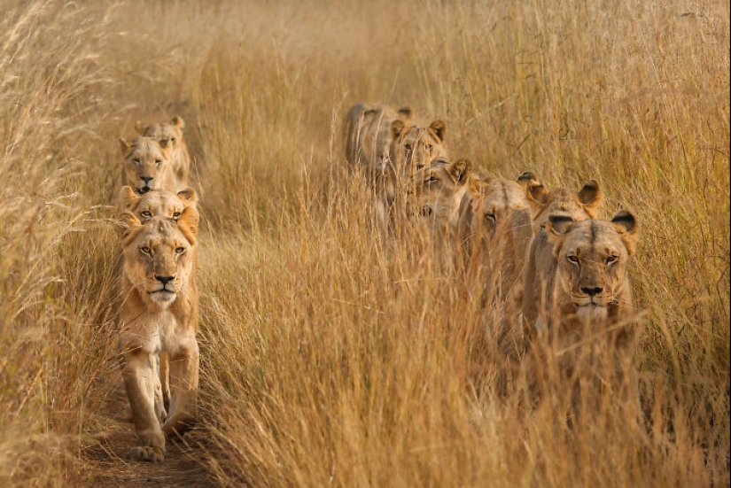 Fotografía poderosa: 10 fotografías ganadoras de los premios internacionales de fotografía de Siena 2023