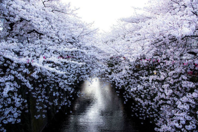 Fotografías mágicas de los cerezos en flor de National Geographic