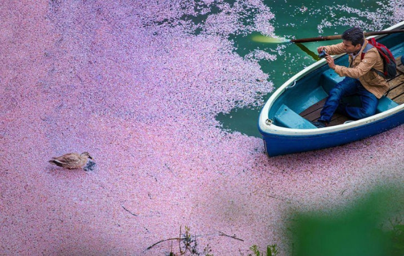 Fotografías mágicas de los cerezos en flor de National Geographic