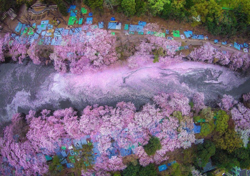 Fotografías mágicas de los cerezos en flor de National Geographic