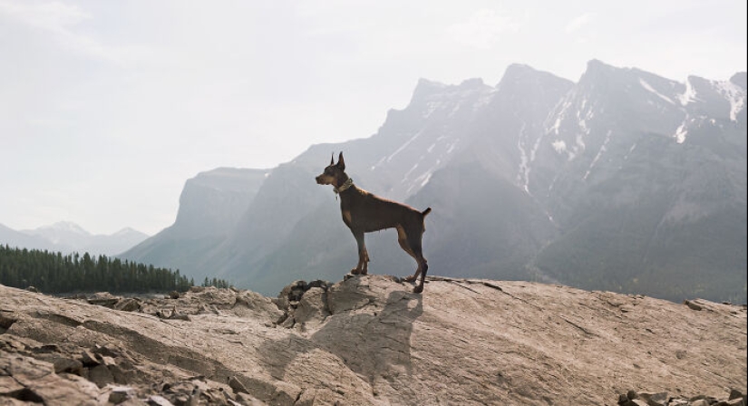 Fotografié a 12 perros en el Parque Nacional Banff y capturé su amor por la aventura