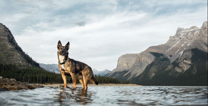 Fotografié a 12 perros en el Parque Nacional Banff y capturé su amor por la aventura
