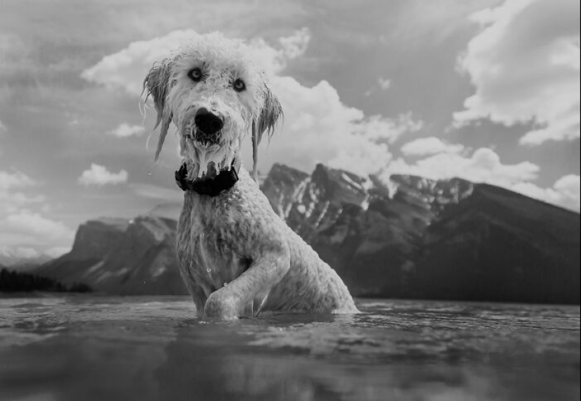 Fotografié a 12 perros en el Parque Nacional Banff y capturé su amor por la aventura