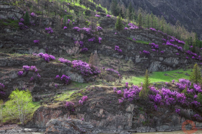 Fotos únicas de los rincones salvajes del país en el festival Rusia Primordial