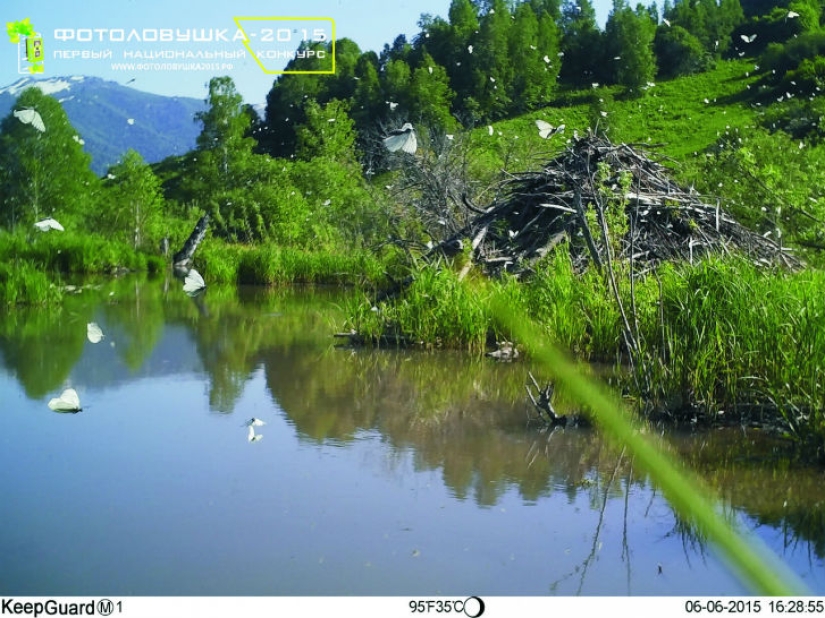 Fotos únicas de los rincones salvajes del país en el festival Rusia Primordial