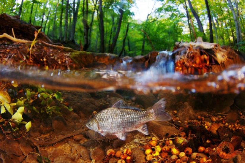 Fotos únicas de los rincones salvajes del país en el festival Rusia Primordial