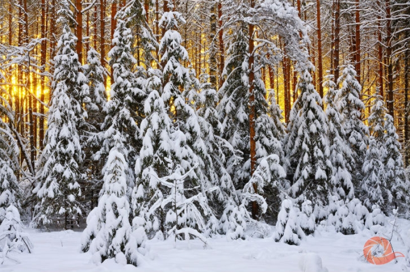 Fotos únicas de los rincones salvajes del país en el festival Rusia Primordial