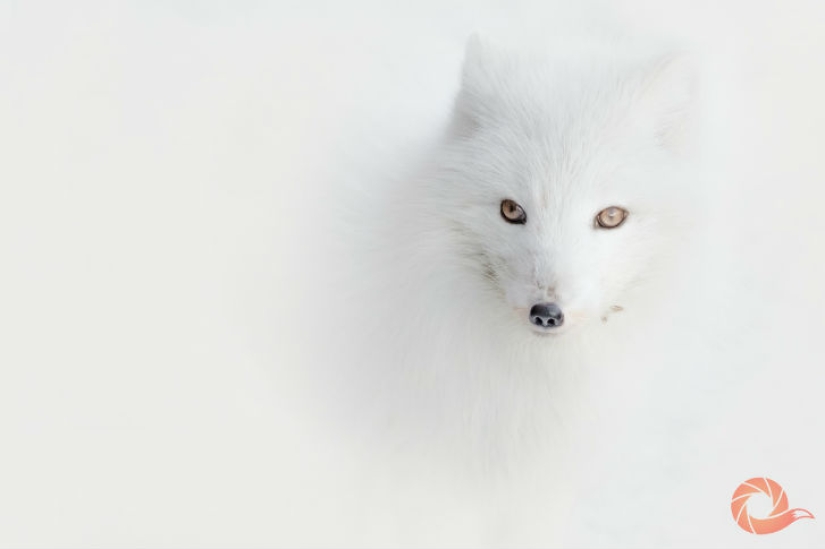 Fotos únicas de los rincones salvajes del país en el festival Rusia Primordial