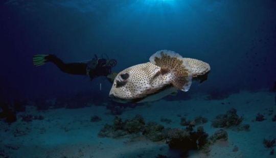 Fotos submarinas de Vyacheslav Plotnikov