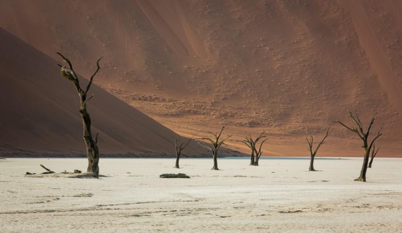 África. Namibia. Desierto de Namib - Sossusvlei