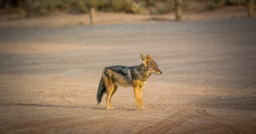 África. Namibia. Desierto de Namib - Sossusvlei