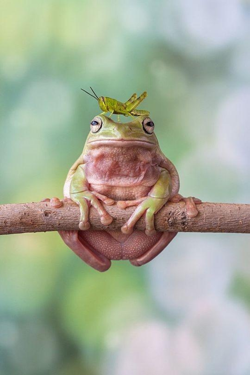 frog princesses
