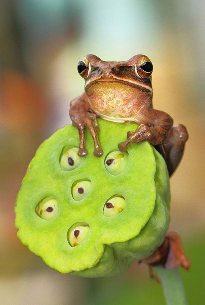 frog princesses
