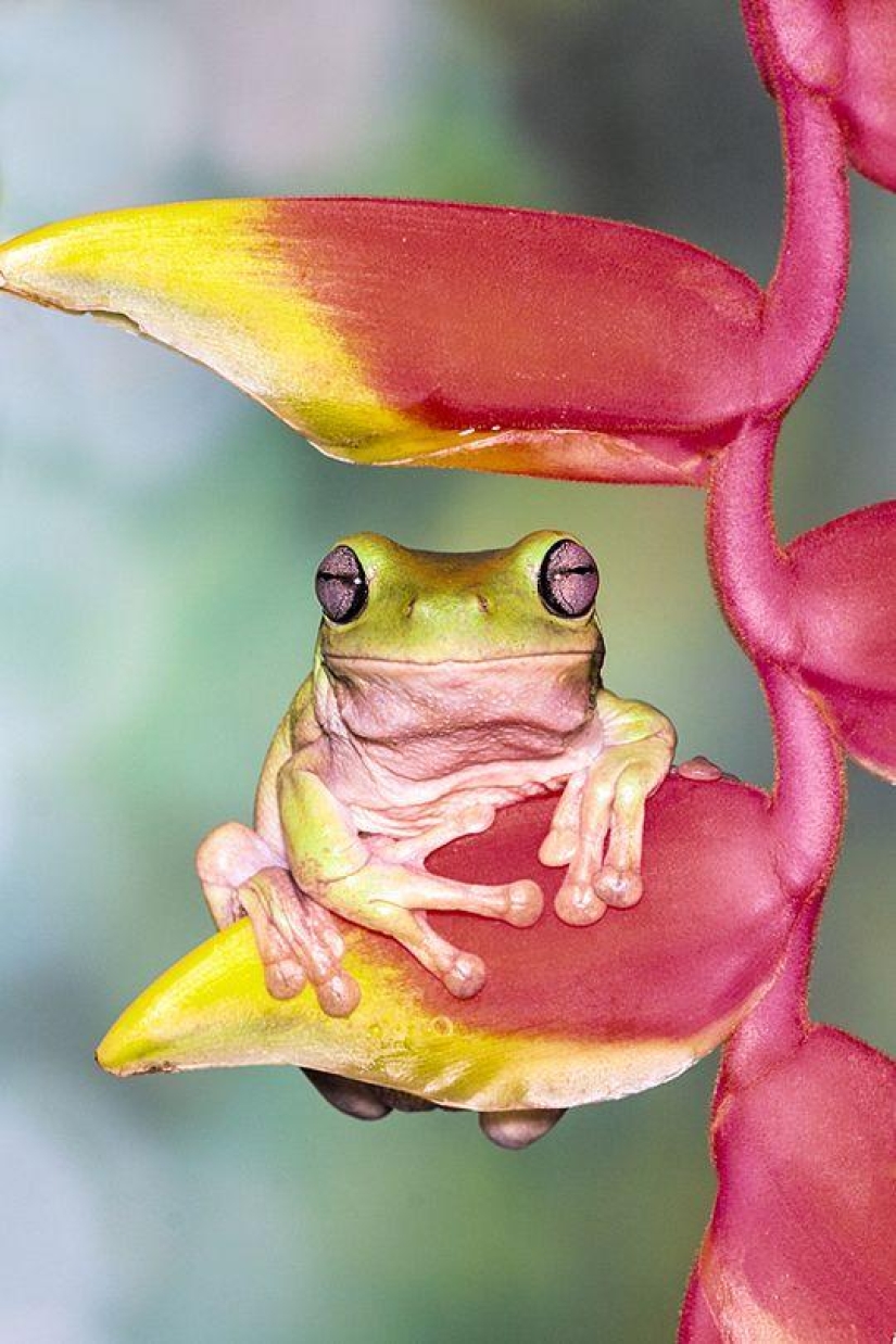 frog princesses