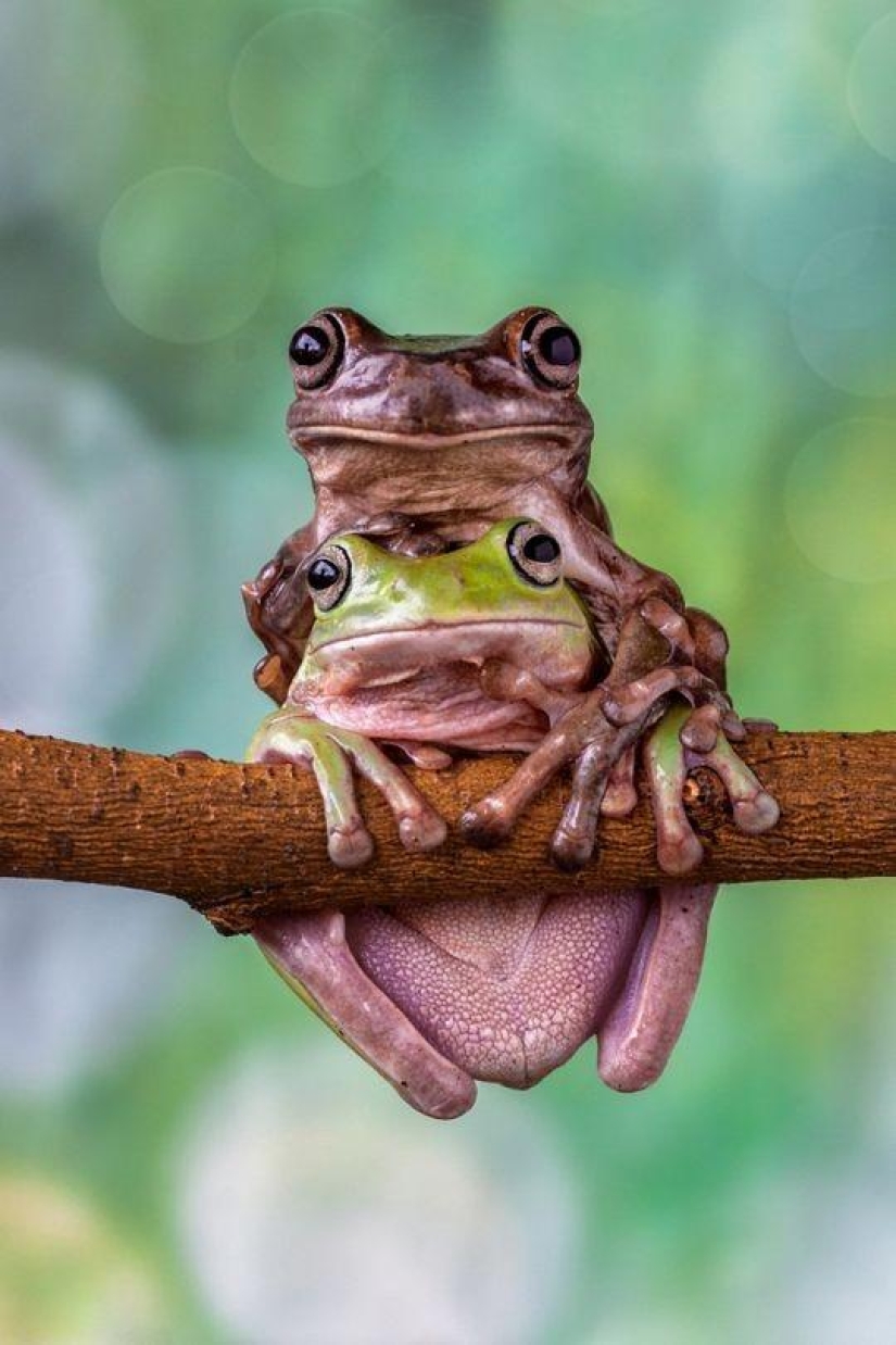 frog princesses