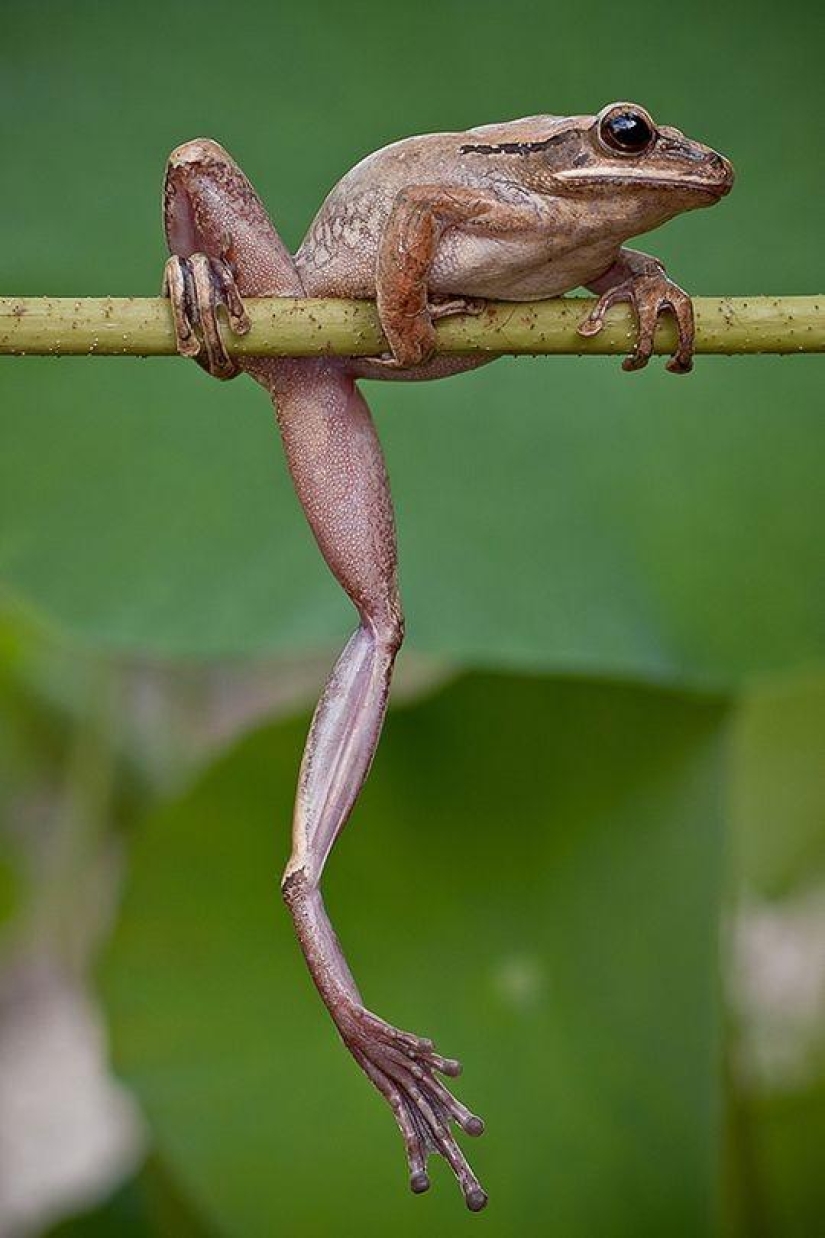 frog princesses