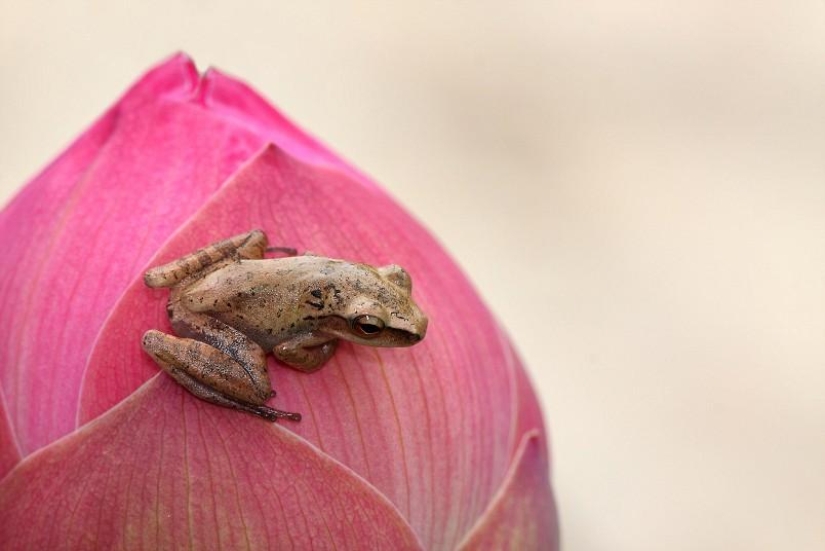 frog princesses