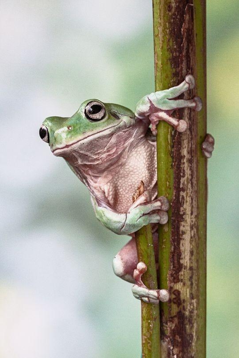 frog princesses