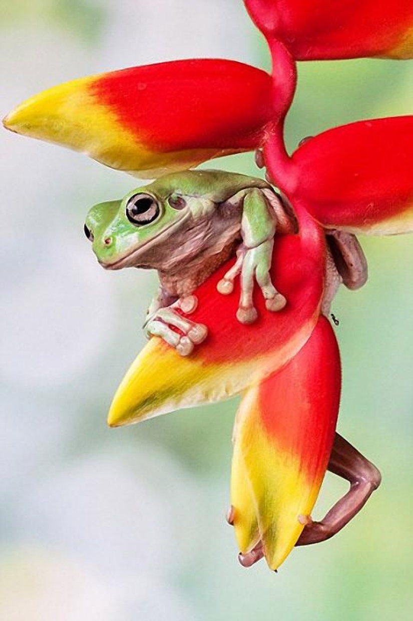 frog princesses