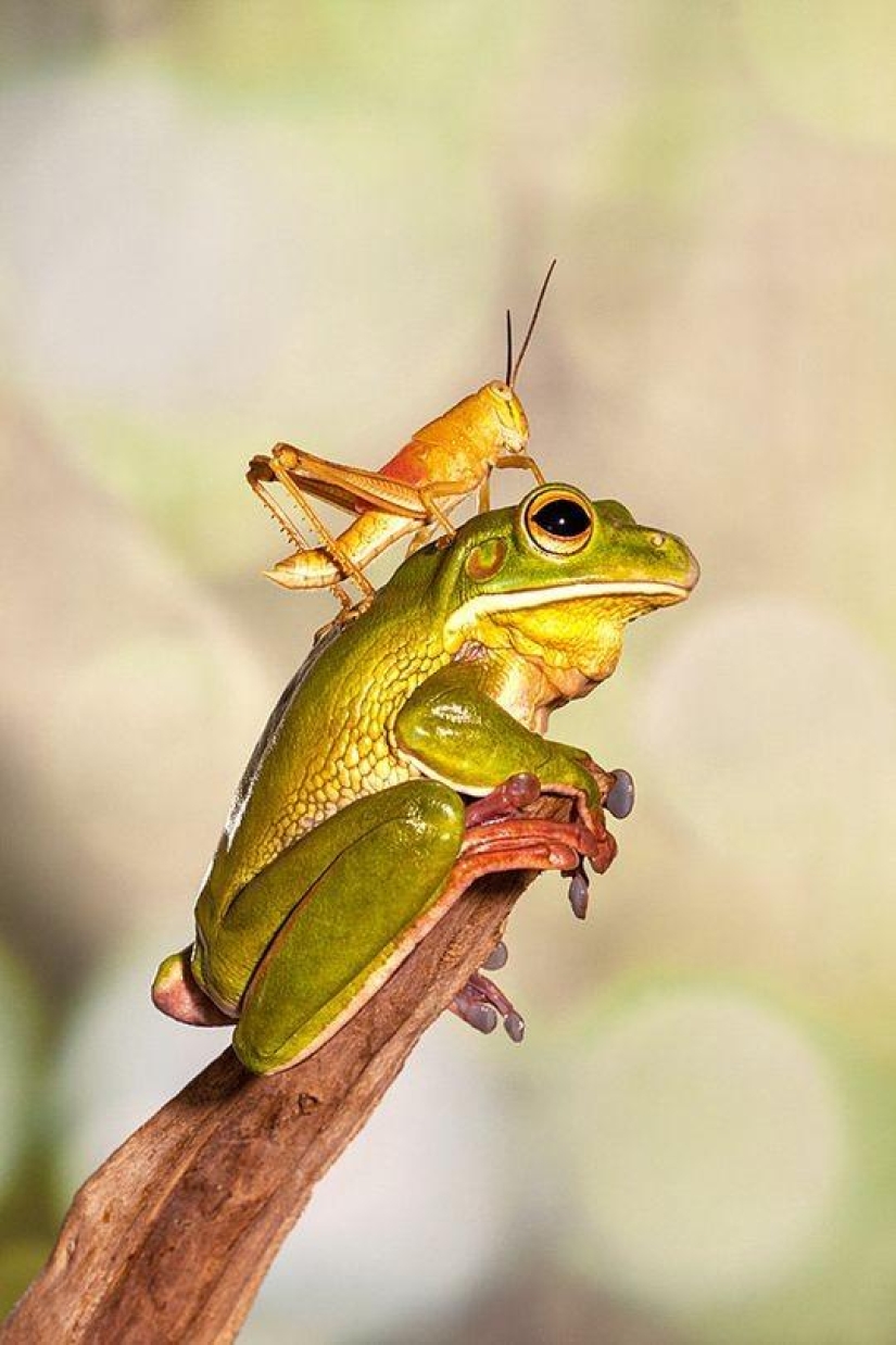 frog princesses