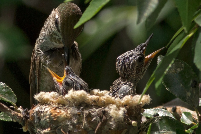 From an empty branch to teenagers in 6 weeks. Chronicle of the Nest of the Hummingbird Calyptus Anna