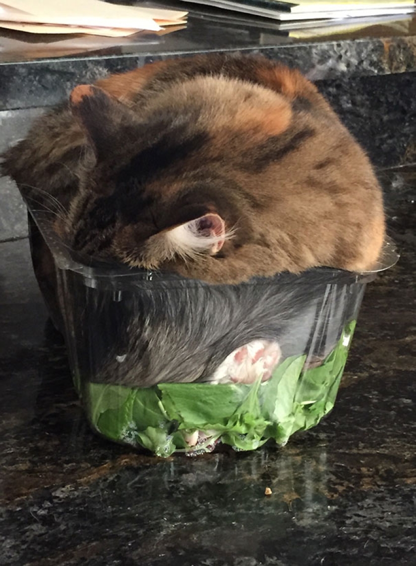 Funny Cats Sleeping In Weirdest Positions Ever Funny Cats Sleeping In Weirdest Positions Ever