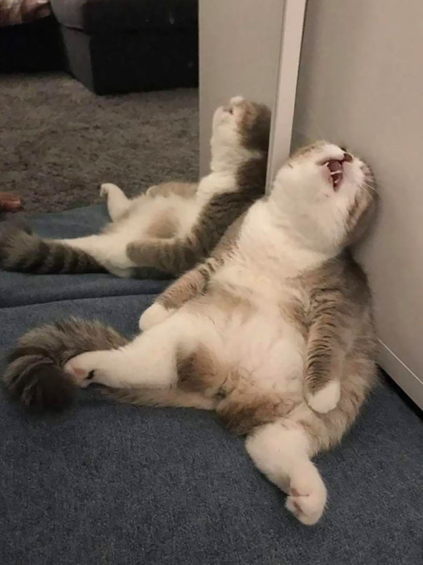 Funny Cats Sleeping In Weirdest Positions Ever Funny Cats Sleeping In Weirdest Positions Ever