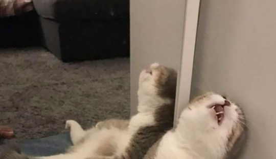 Funny Cats Sleeping In Weirdest Positions Ever