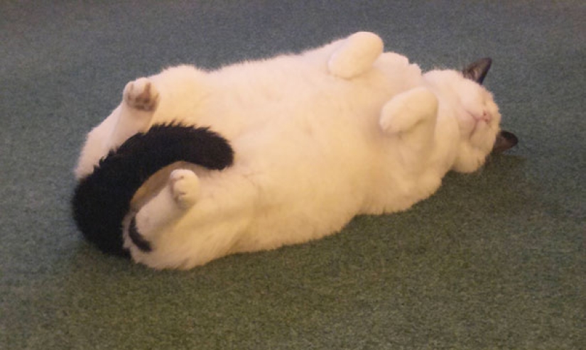 Funny Cats Sleeping In Weirdest Positions Ever Funny Cats Sleeping In Weirdest Positions Ever